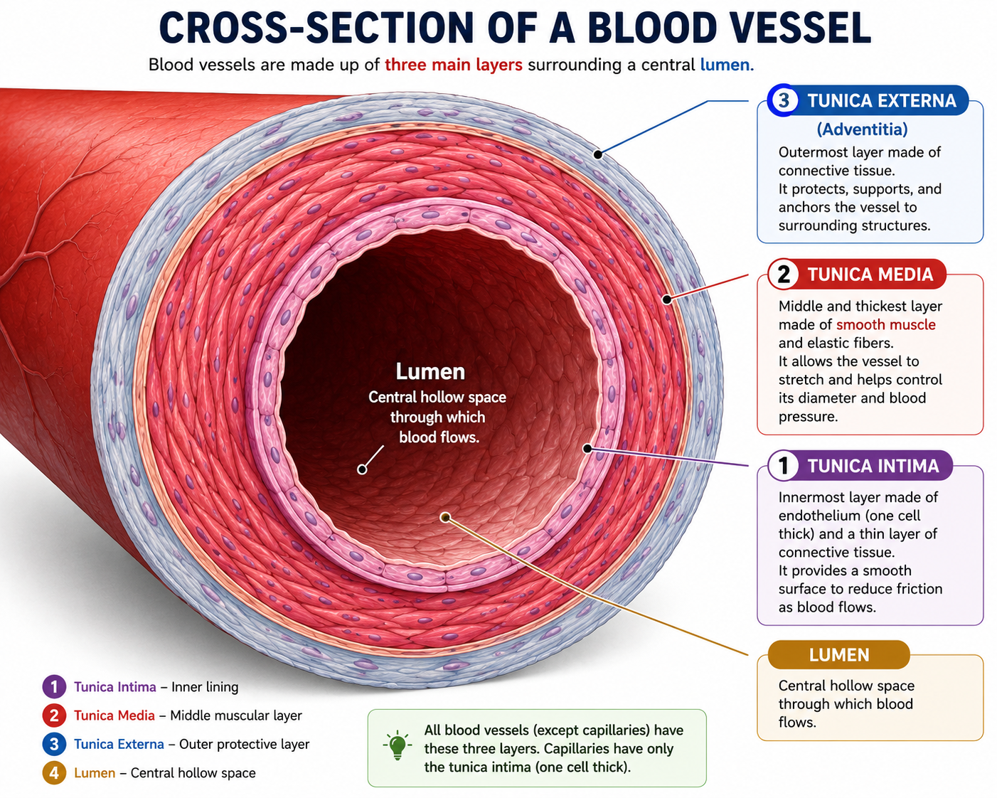 Structure of a Blood Vessel
