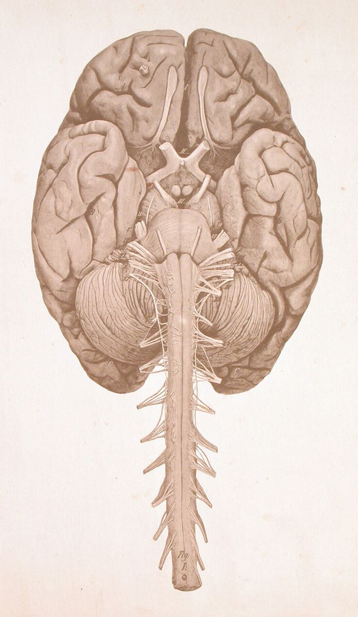 CNS