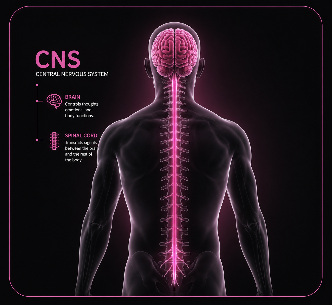 CNS