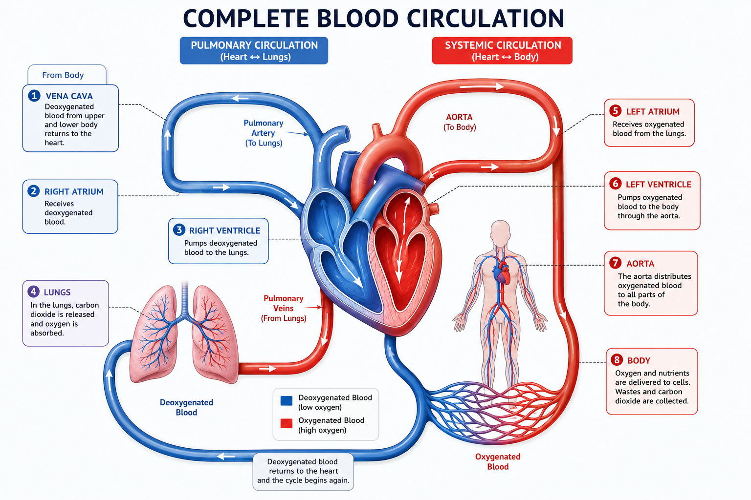 Complete Blood Circulation Diagram