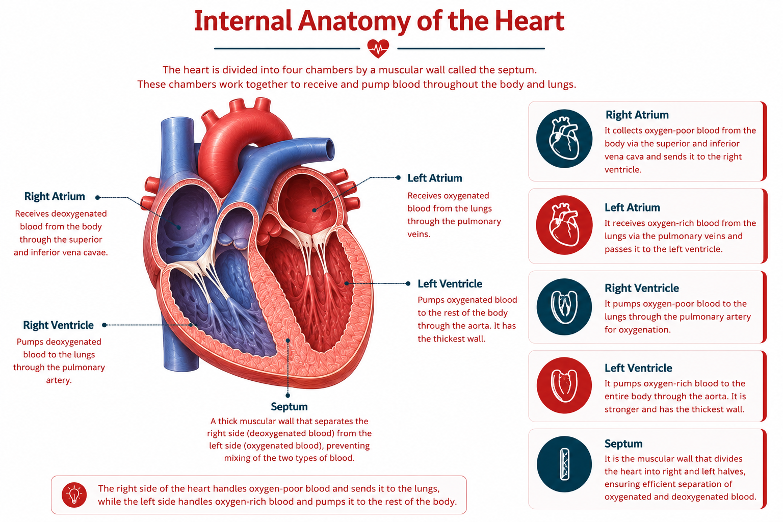 Internal Anatomy of the Human Heart