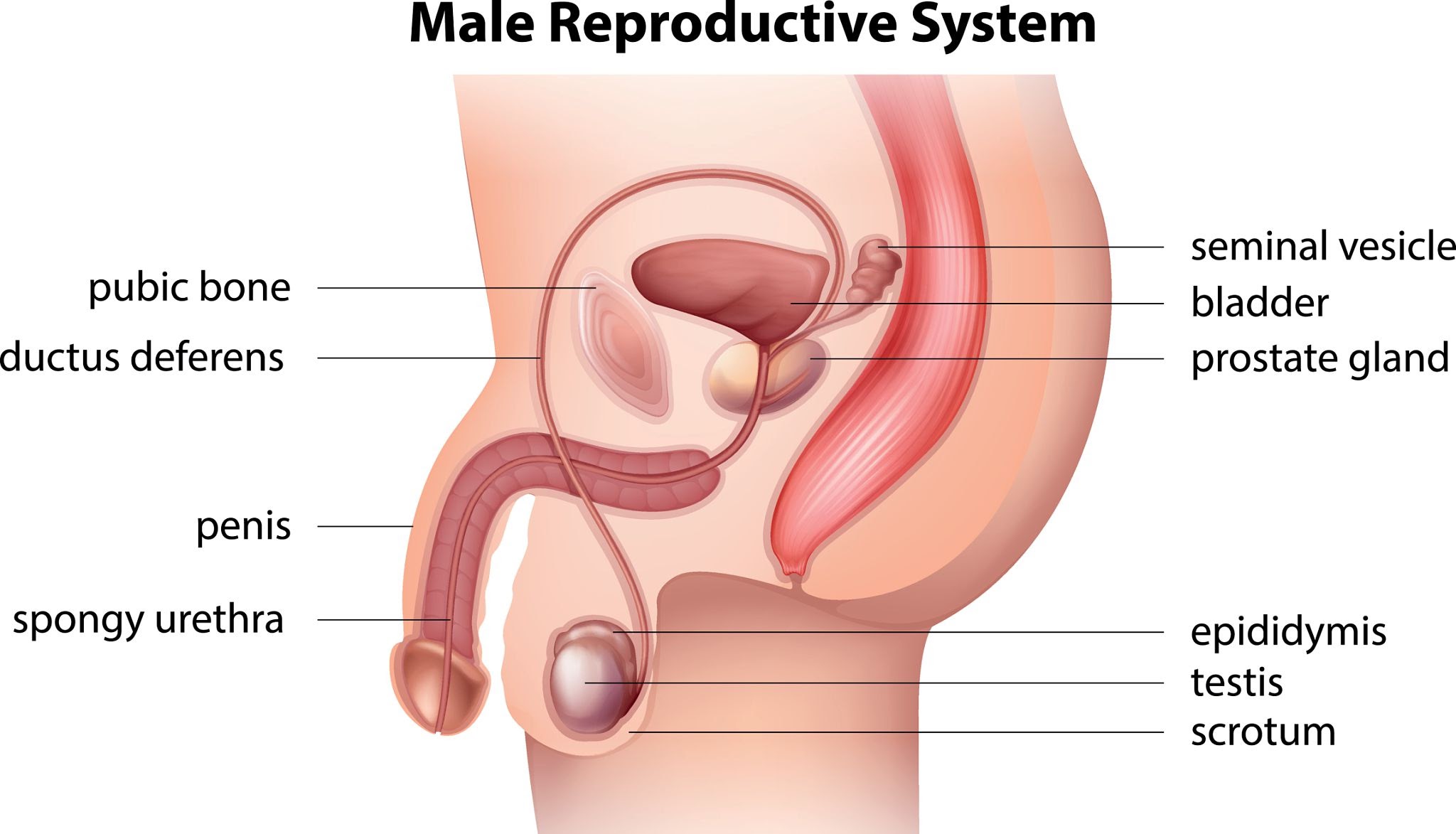 Male Reproductive Part