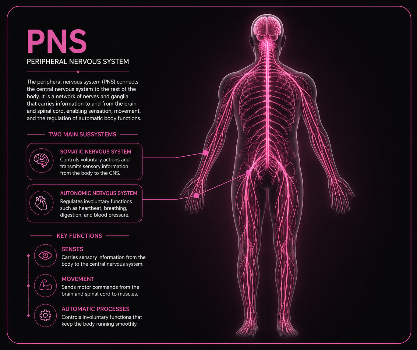 PNS