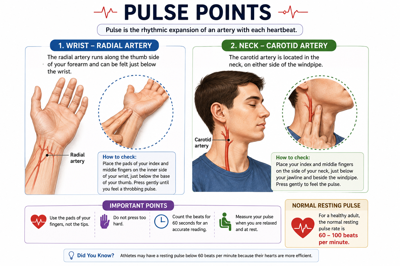 Pulse Points Illustration