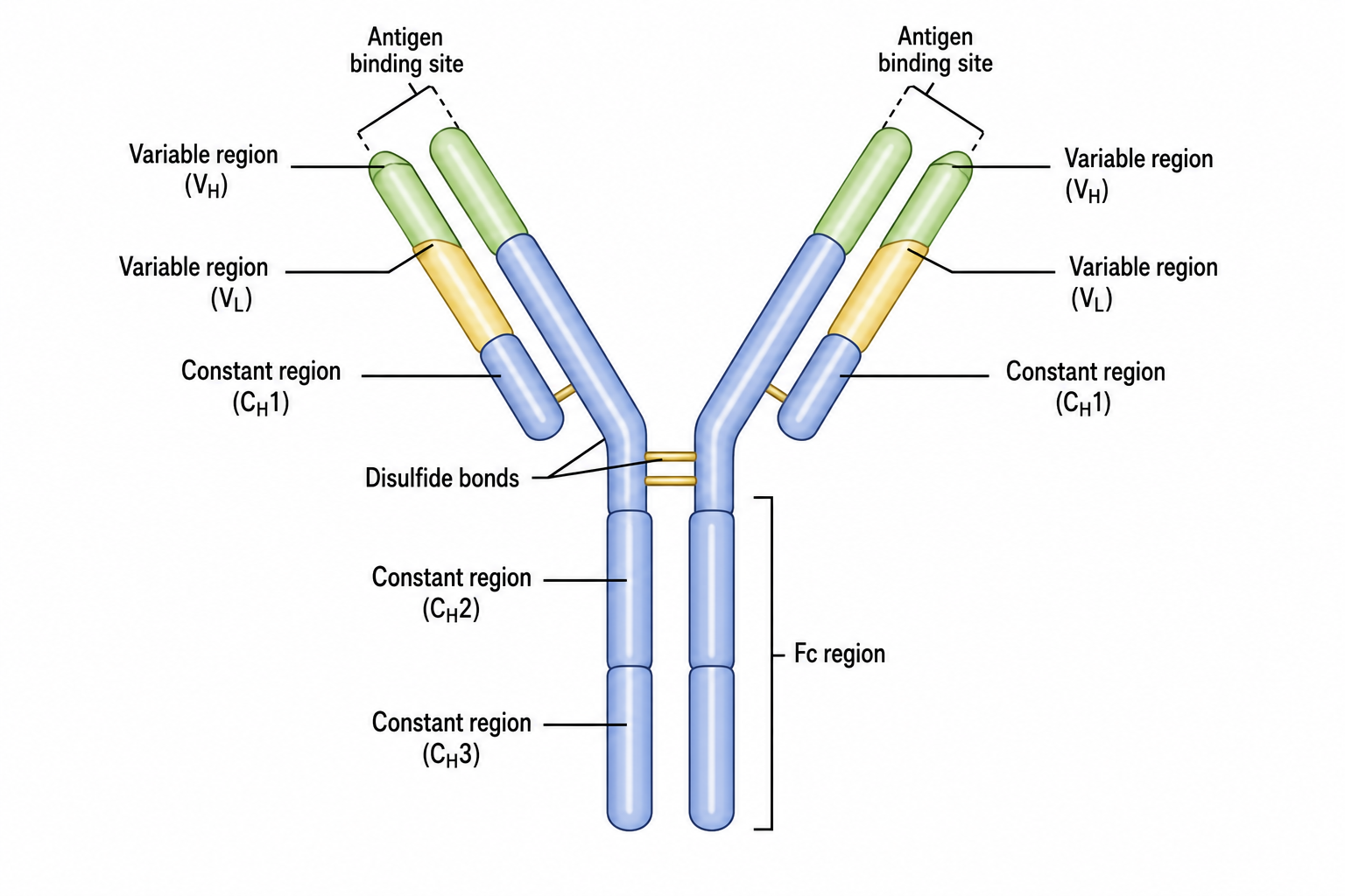 Structure of an Antibody