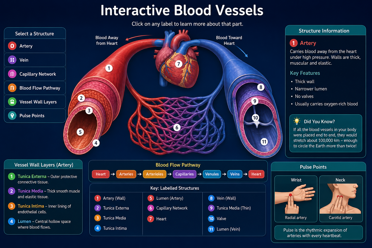 Blood Vessels Png