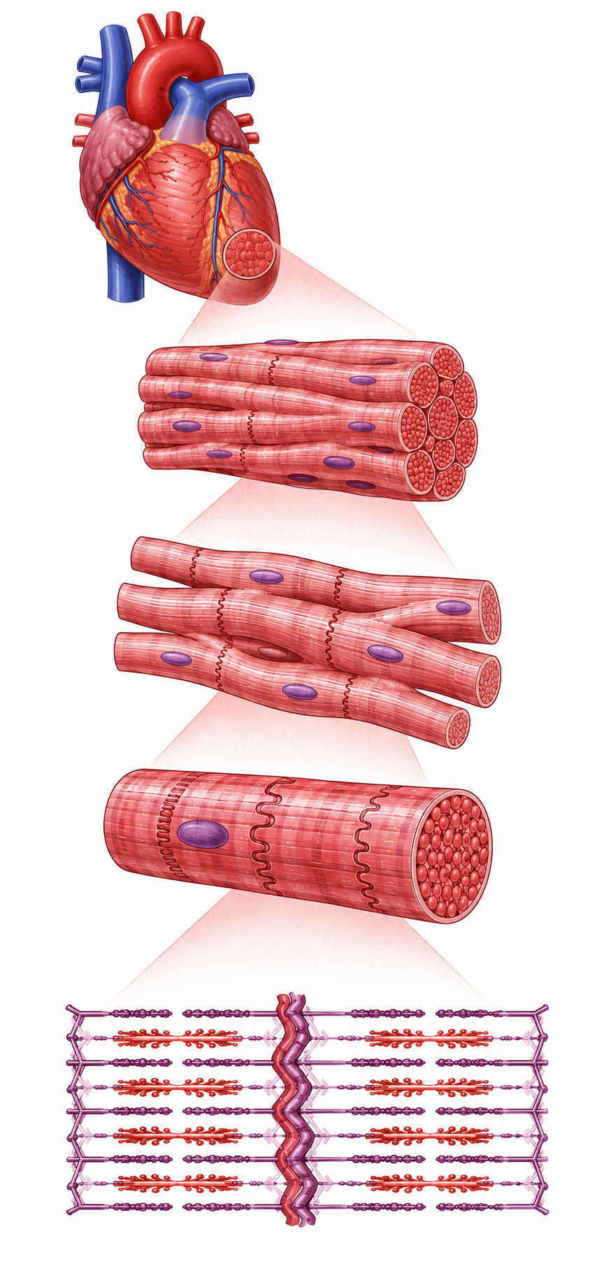 Structure of Cardiac Muscle