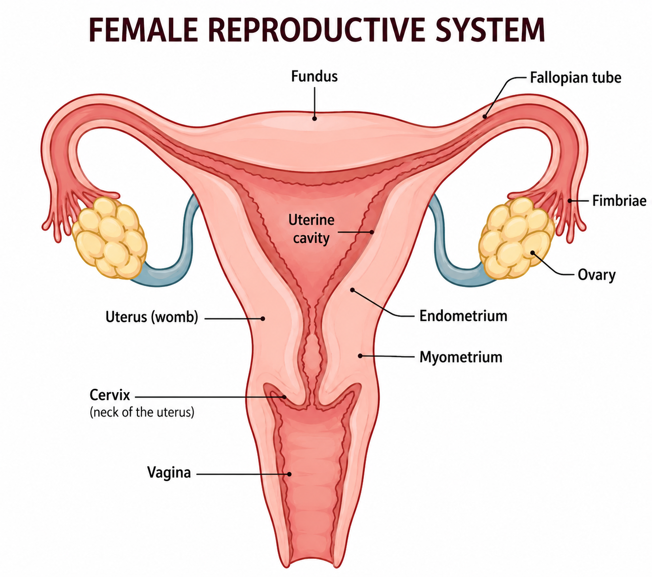 Female Reproductive System
