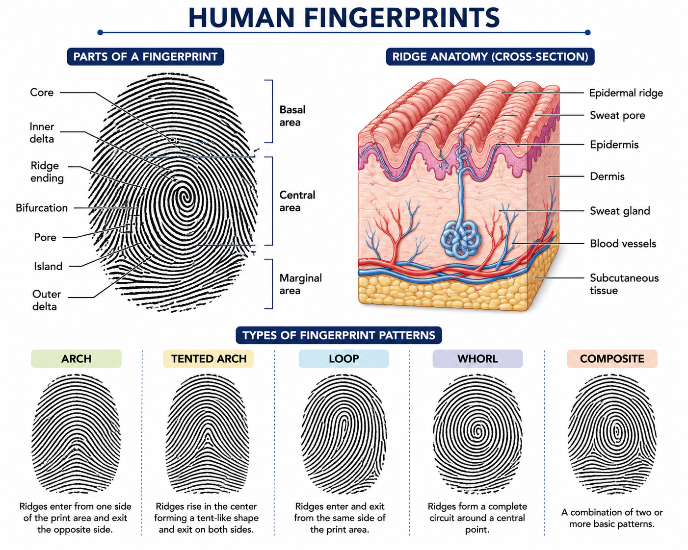 Human Fingerprint