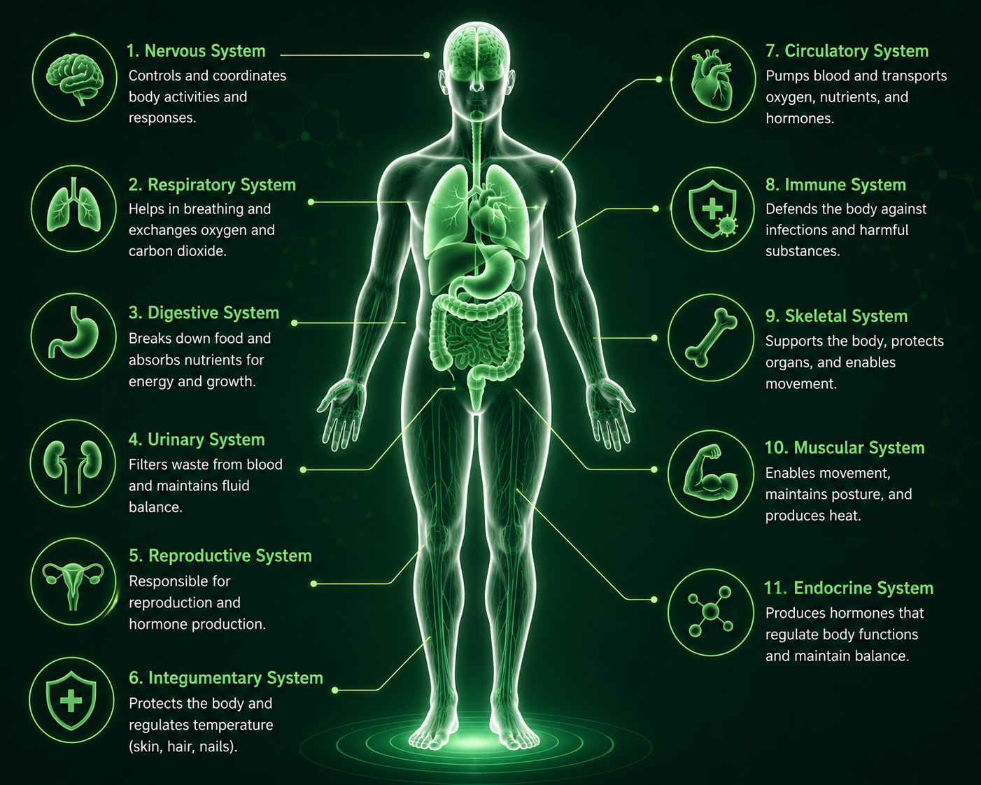 Human Organ Systems