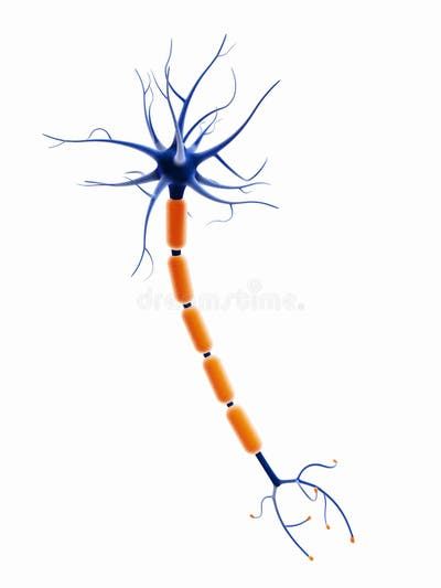 Motor Neuron