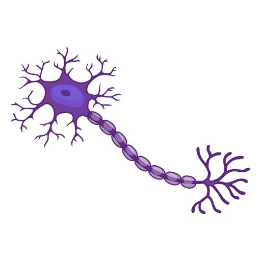 Sensory Neuron