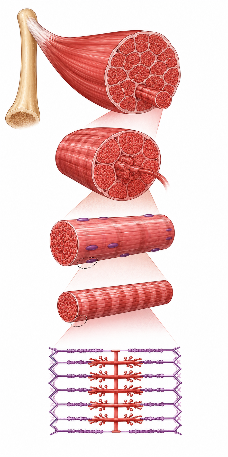 Structure of Skeletal Muscle