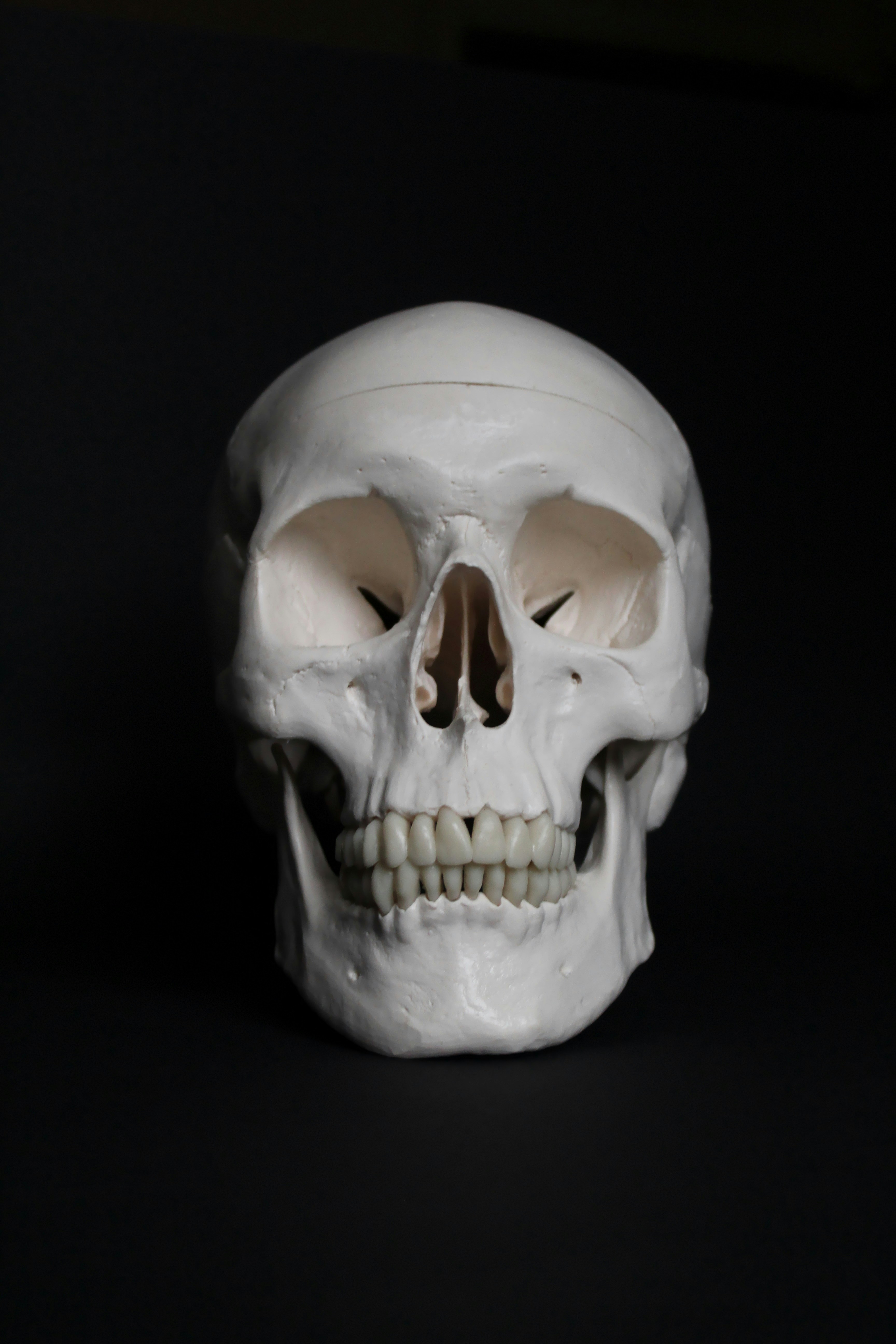Skull