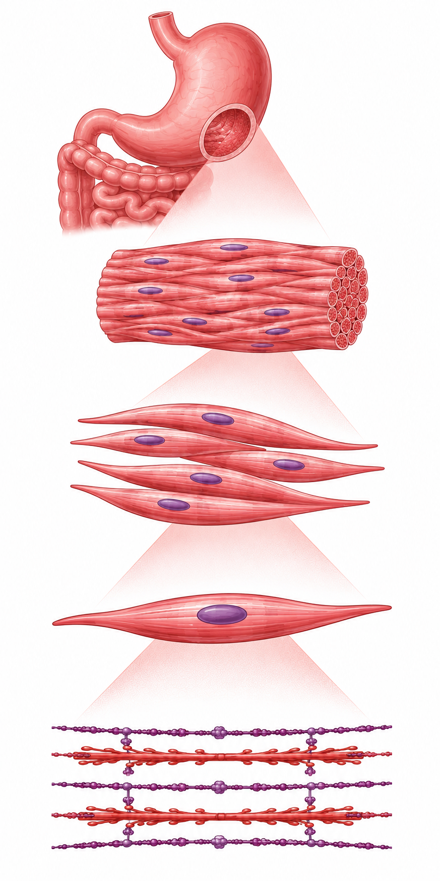 Structure of Smooth Muscle