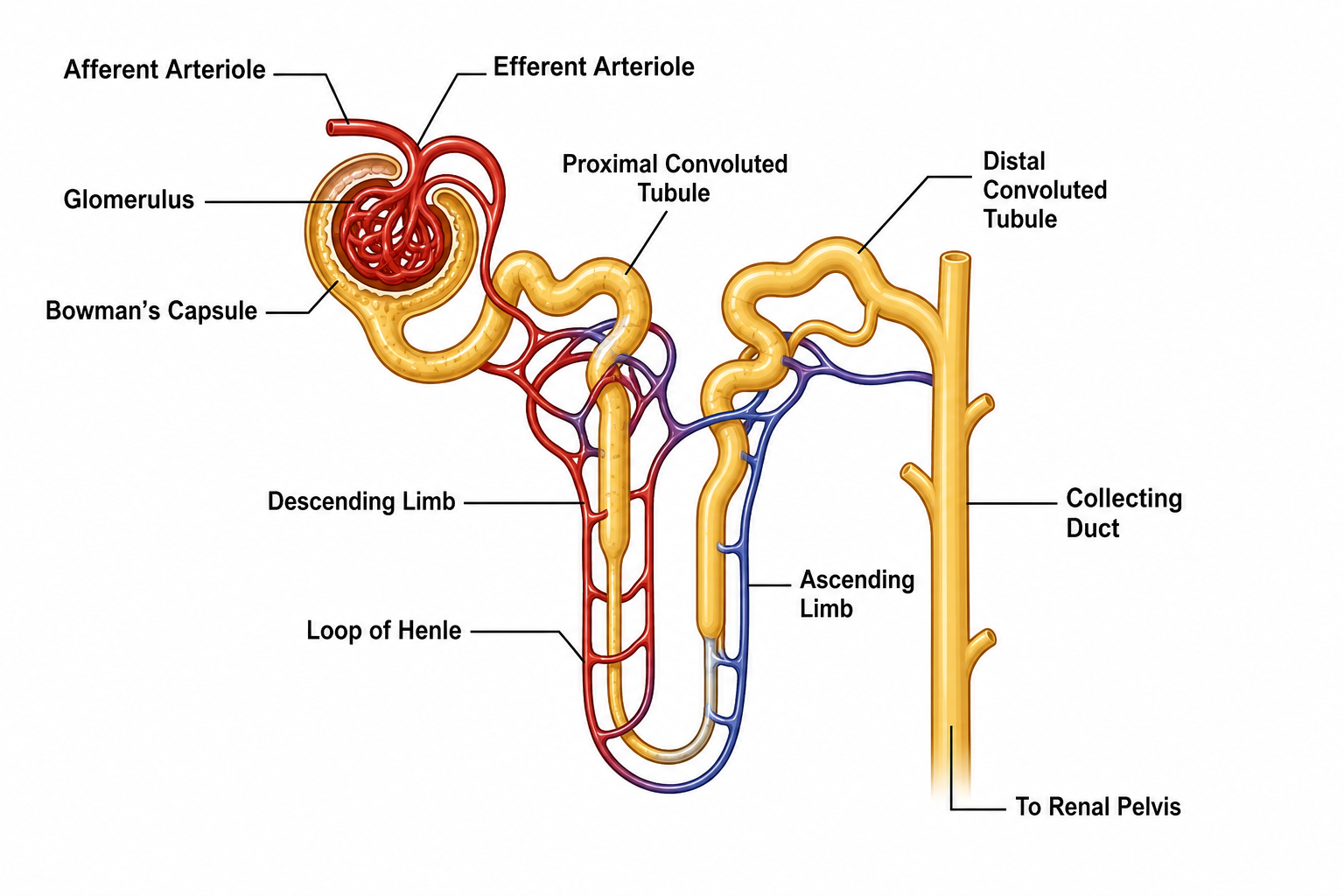 Structure of a Nephron