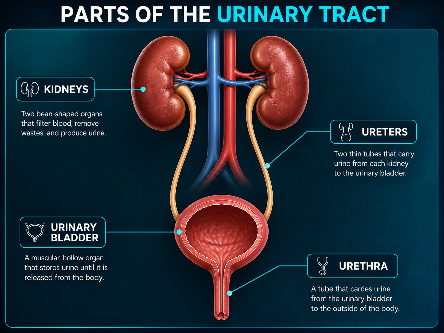 Labelled Urinary Tract