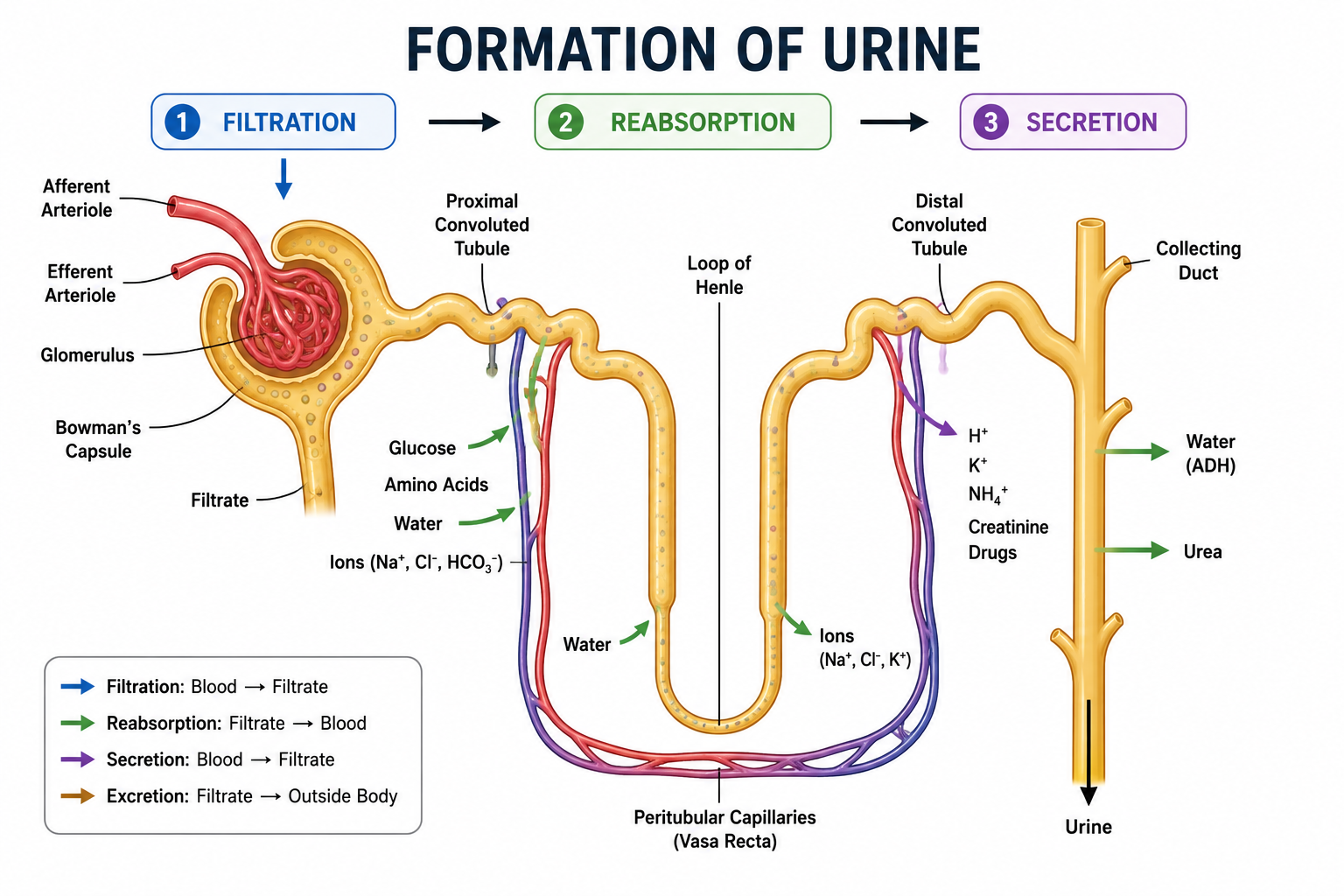 Urine Formation Illustration