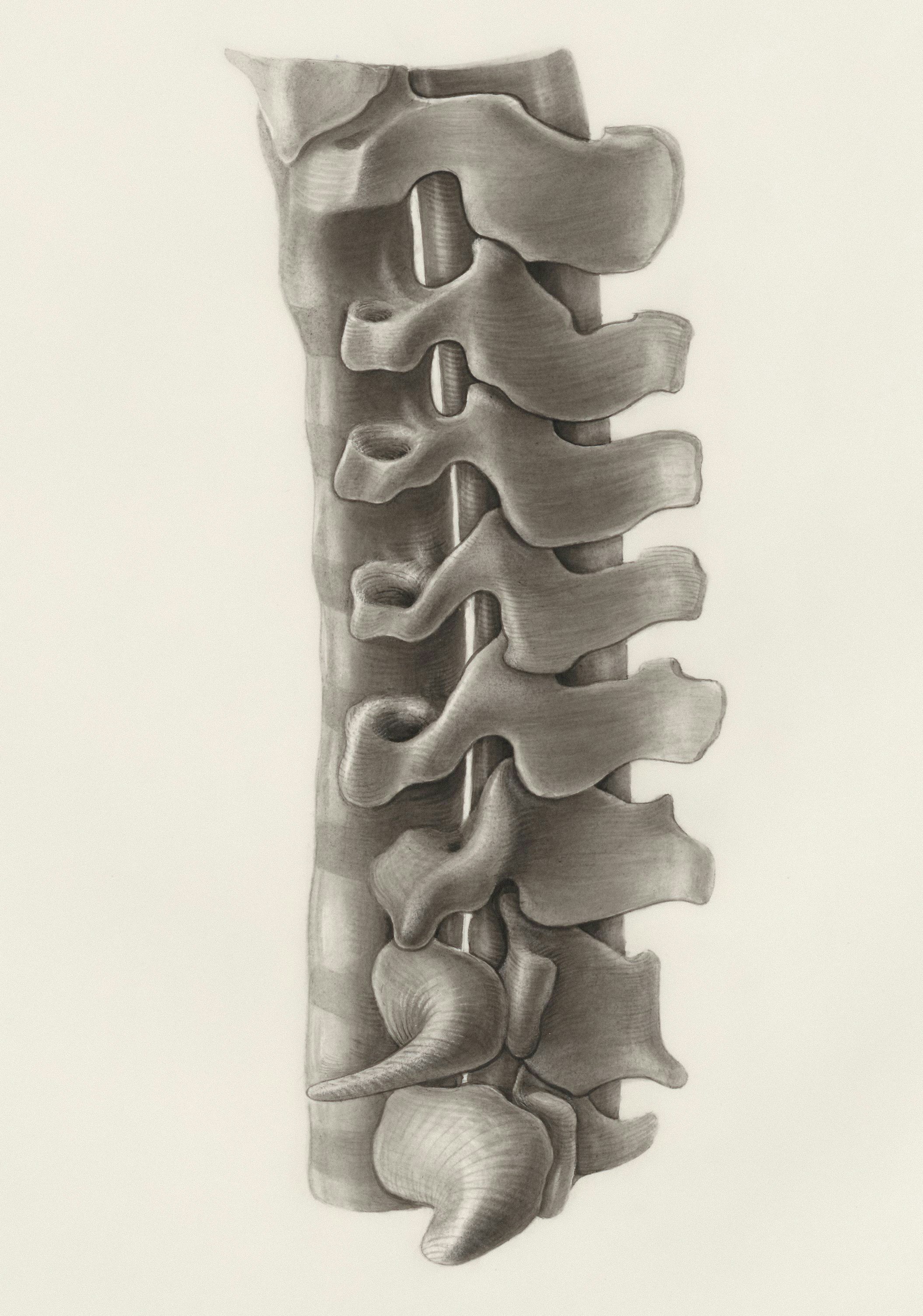 Vertebral Column